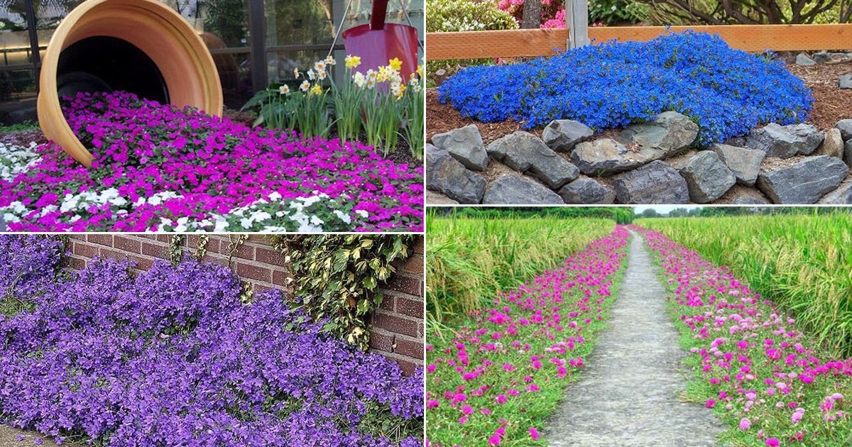48 Best Flowering Ground Cover Plants | Balcony Garden Web