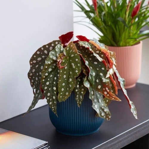 Low Maintenance Indoor Plant-Polka Dot Begonia