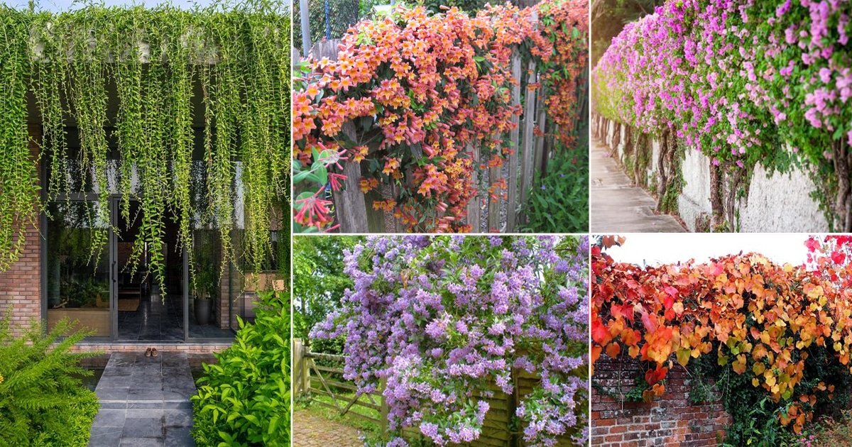 38 Best Plants to Cover a Fence & Wall | Balcony Garden Web