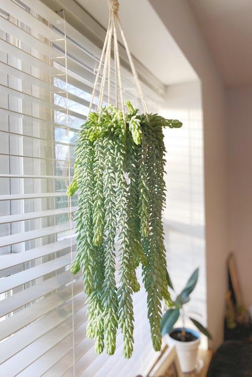 Best Hanging Succulents 2