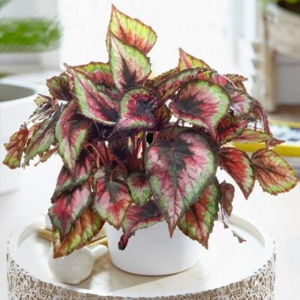 22 Pretty Houseplants with Red and Green Leaves | Balcony Garden Web