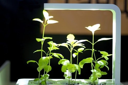 Best Light Hacks for Indoor Plant Growers 2