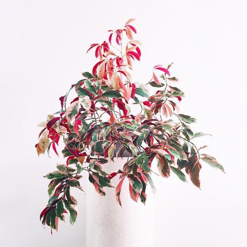 Low Maintenance Indoor Plant-Chinese Croton
