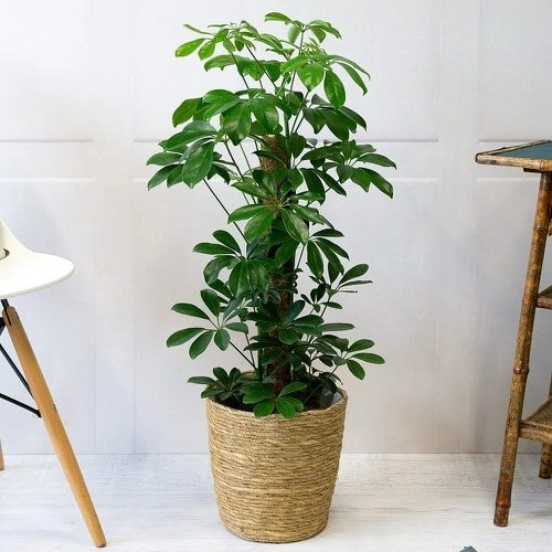 Umbrella Tree- Low Maintenance Indoor Plant