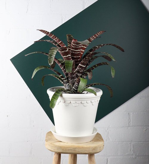 Plants that Look Like Snake Plant 3