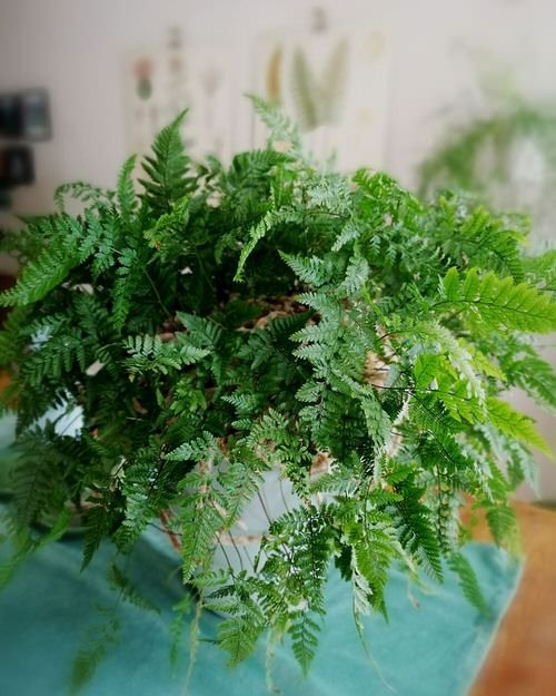 Best Epiphytic Ferns That Grow As Indoor Plants 3
