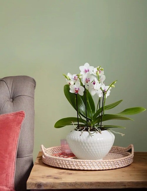  Low Maintenance Indoor Plant-Orchid