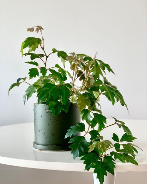 Low Maintenance Indoor Plant-Grape Ivy