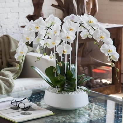 Most Beautiful Orchids with Decorative Foliage