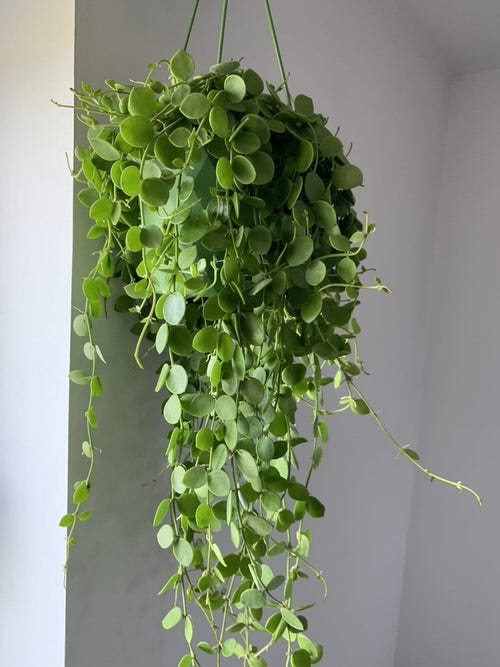 Best Hanging Succulents 3