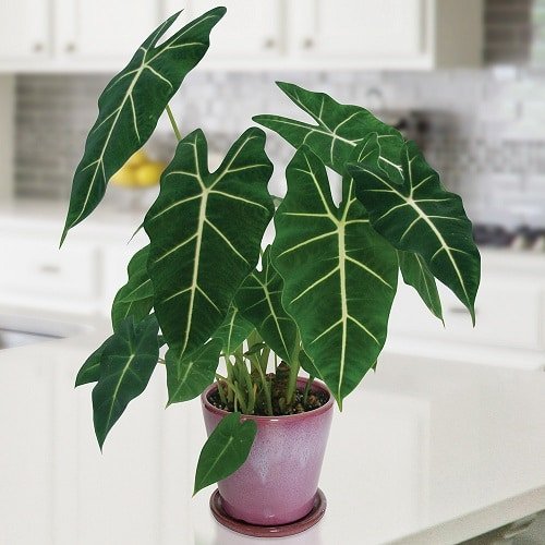 Indoor Plants with White Striped Leaves 4