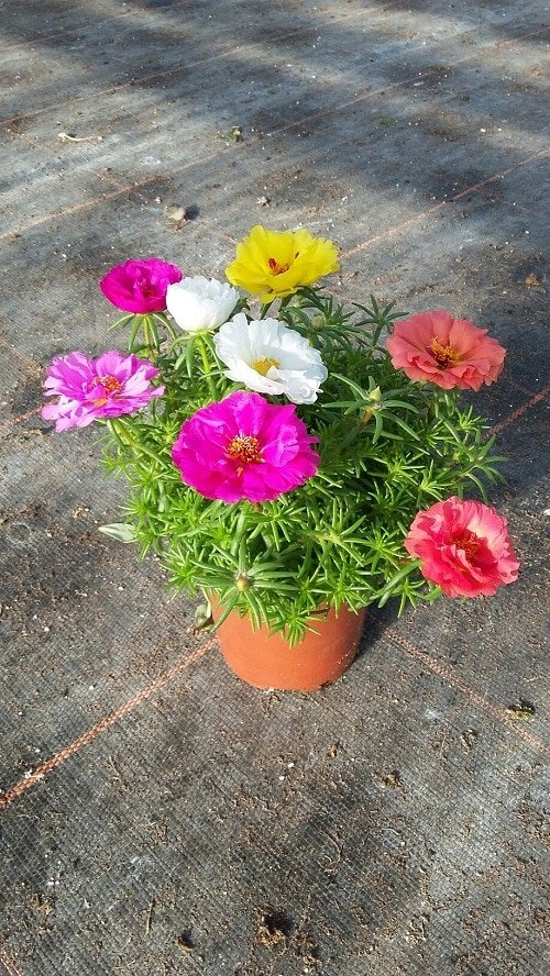 Best Flowers for Full Sun in pot 1