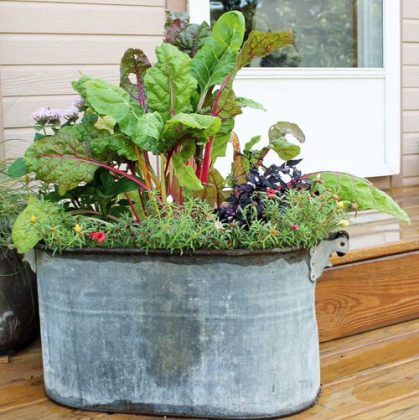 11 Best Healthy Juice & Smoothie Plants to Grow in Pots