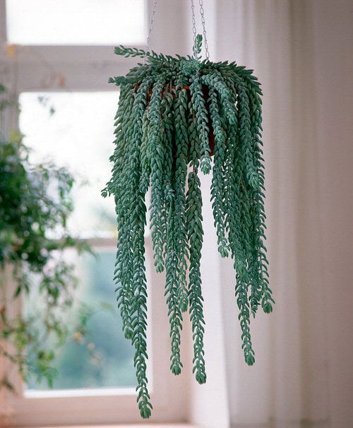  Low Maintenance Indoor Plant- Burro's Tail