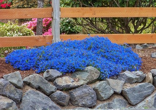 Flowering Ground Cover 25