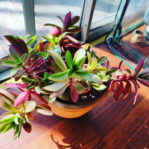 Houseplants with Red and Green Leaves 4