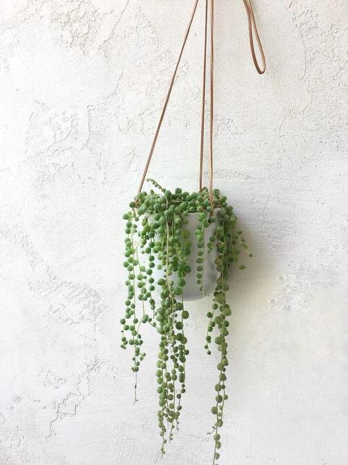  Low Maintenance Indoor Plant-String of pearls