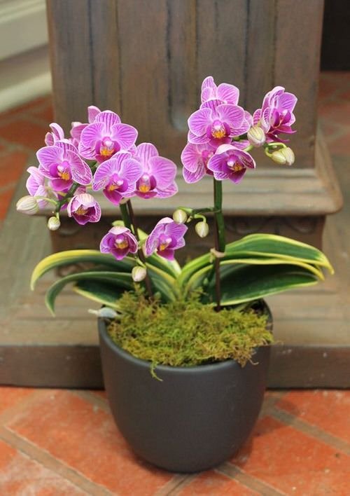 Orchids with Decorative Foliage 4