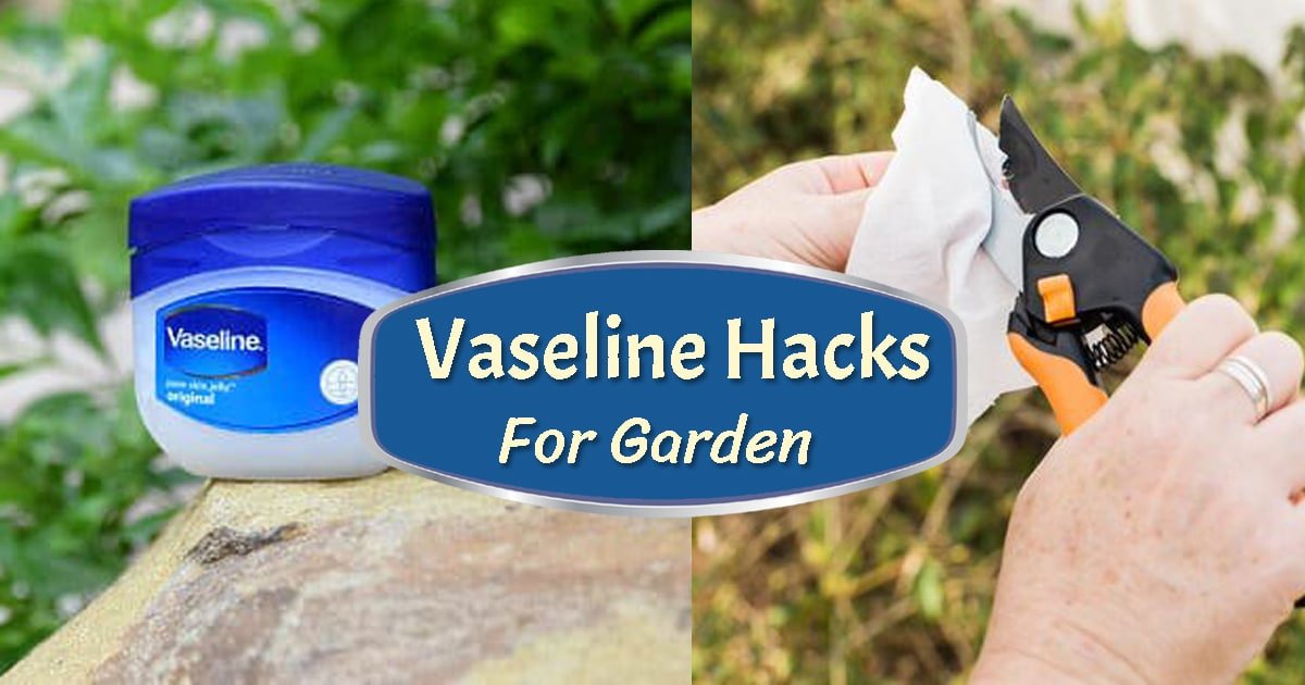 Vaseline Uses & For Every Gardener | Garden Web