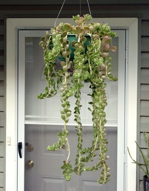 Best Hanging Succulents 4