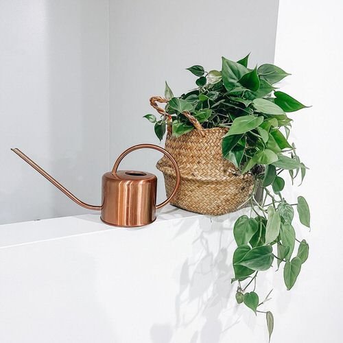 Low Maintenance Indoor Plant-Heartleaf Philodendron