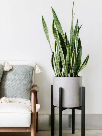 10 Easy-Peasy Houseplants (Growing Them is a Cinch!)