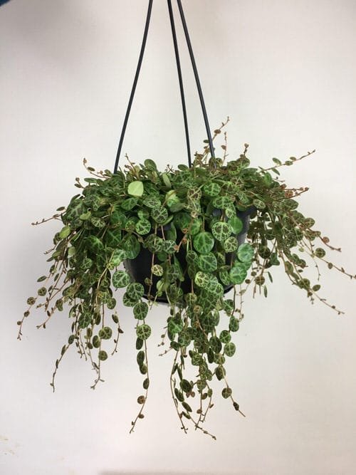  Low Maintenance Indoor Plant-String of Turles