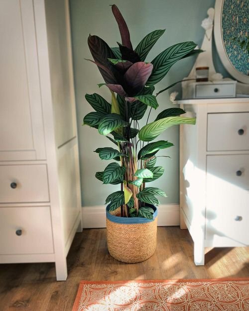 Never Never Plant- Low Maintenance Indoor Plant