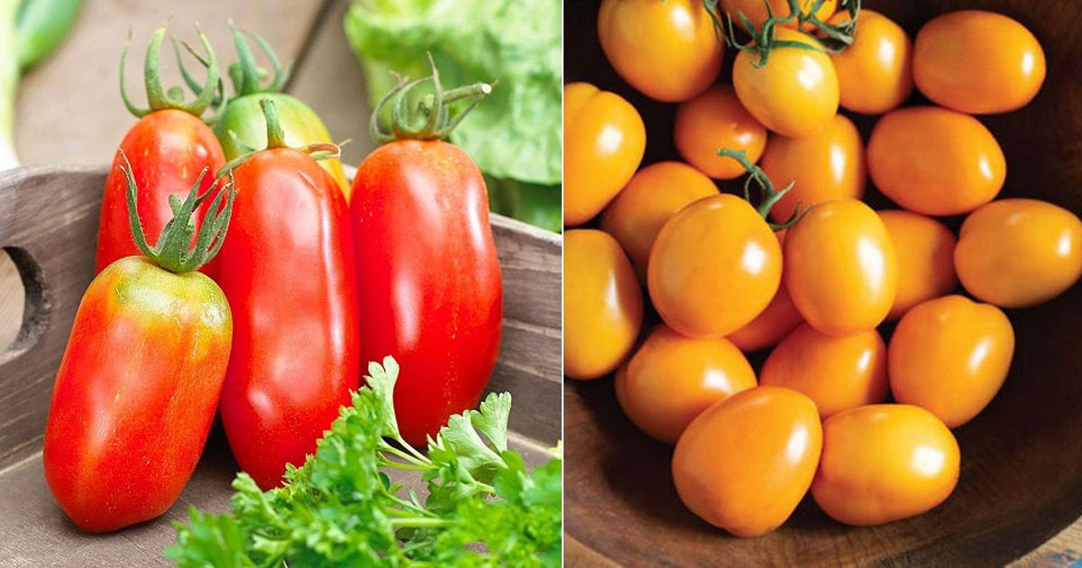 9 Best Roma Tomato Varieties | Types of Roma Tomatoes