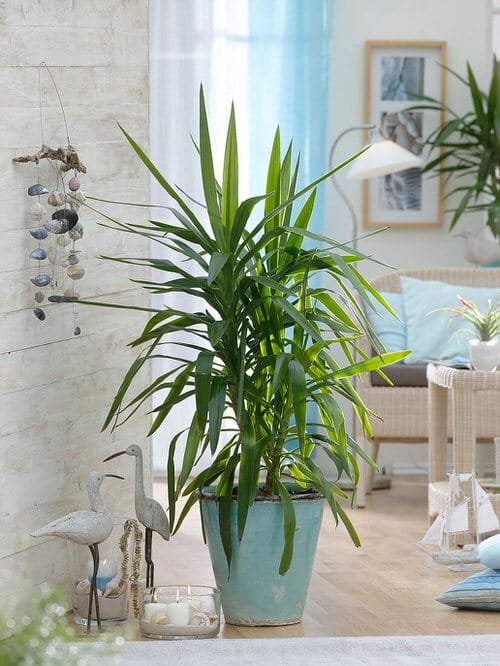 Plants that Look Like Snake Plant 5