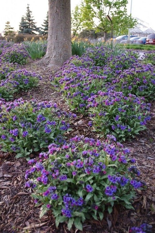 Flowering Ground Cover 41