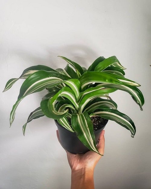 Indoor Plants with White Striped Leaves 5