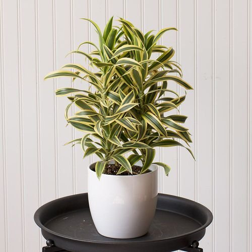 Song of India- Low Maintenance Indoor Plant