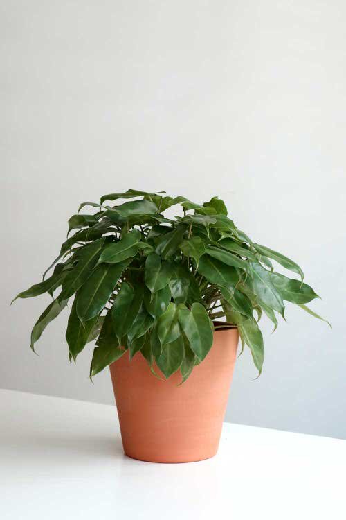  Low Maintenance Indoor Plant-Burle Marx Philodendron