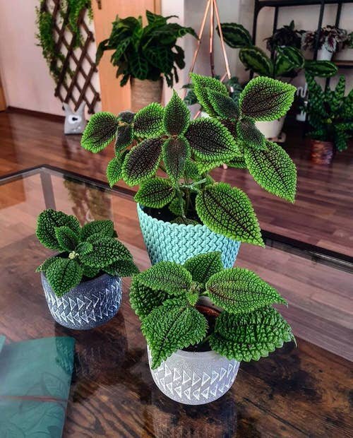  Low Maintenance Indoor Plant-Moon Valley Friendship Plant