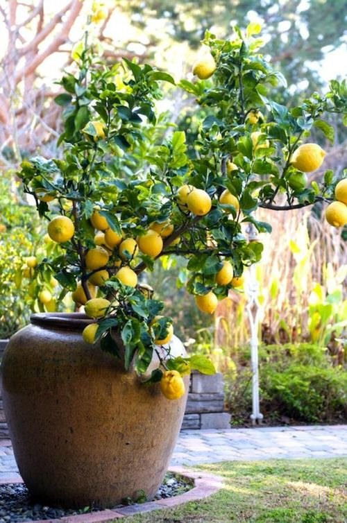  Low Maintenance Indoor Plant-Lemon Tree