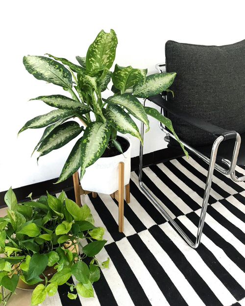  Low Maintenance Indoor Plant-Jessenia Pothos