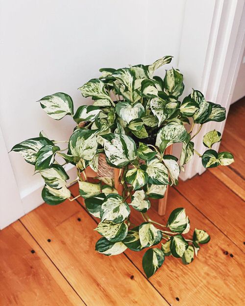  Low Maintenance Indoor Plant-Manjula Pothos