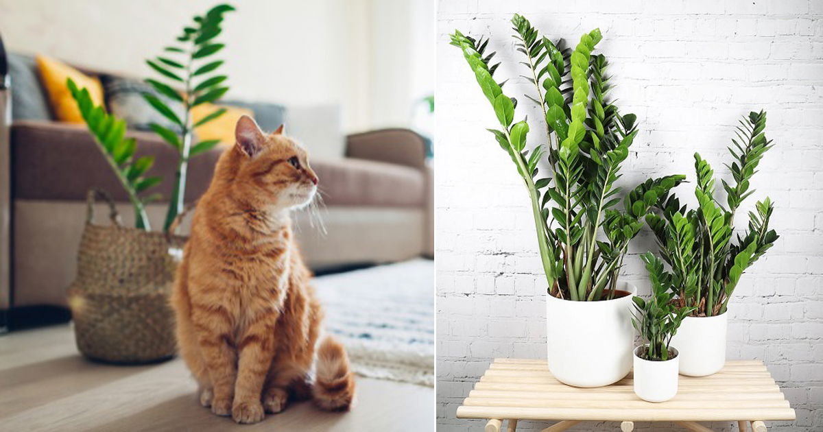 zz plant cat