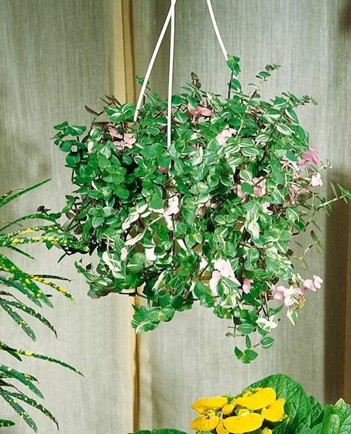best Different Types of Callisia Species You Can Grow