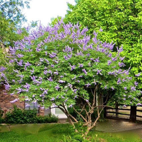Trees with Purple Flowers 6