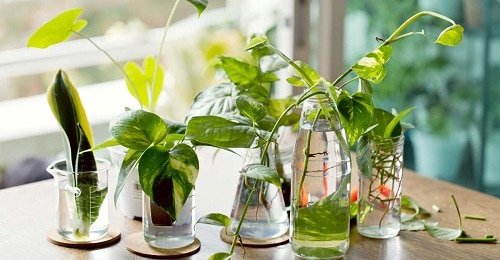 Growing Indoor Plants in Water
