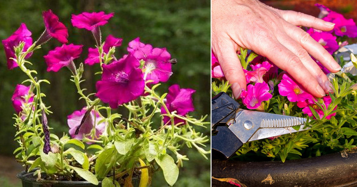 printable ncaa bracket How to Fix Leggy Petunias Quickly Balcony