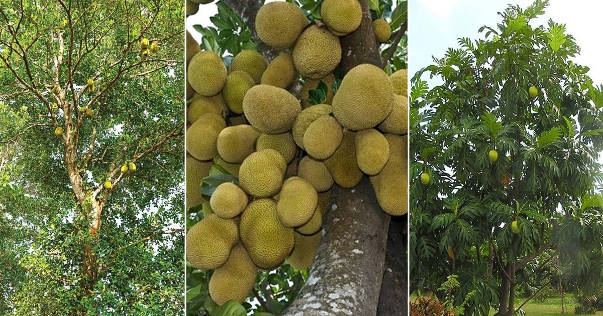 Jackfruit vs Durian vs Breadfruit | Balcony Garden Web