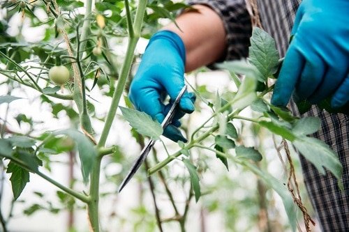 Pruning Tomato Plants for Bigger Harvests