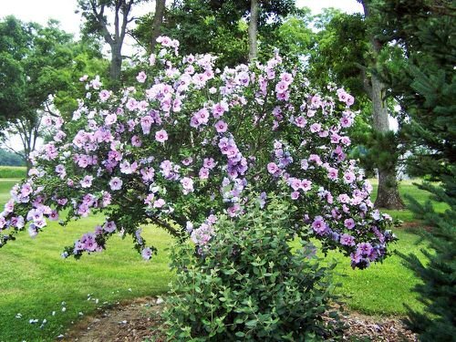 Trees with Purple Flowers 5