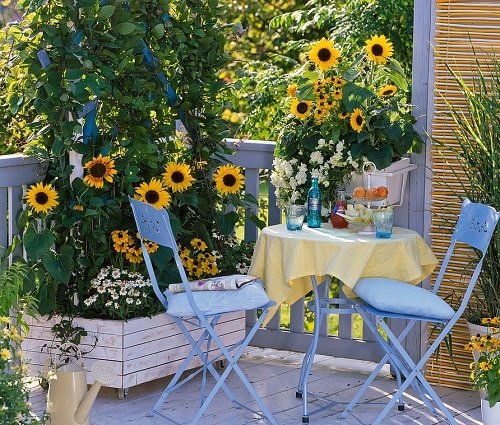 How To Grow Sunflowers On The Balcony
