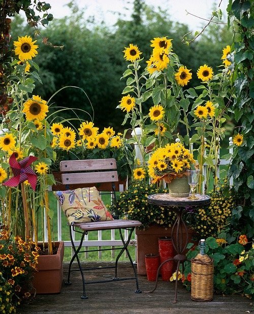How To Grow Sunflowers On The Balcony 2