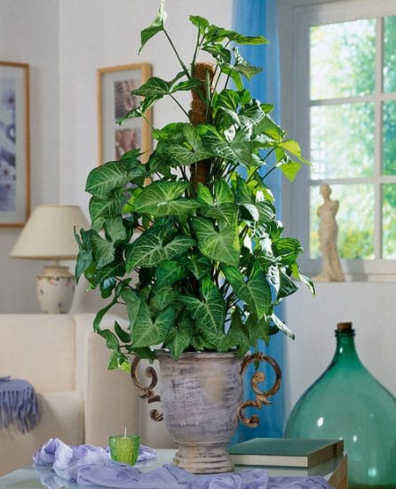 10 Syngonium Plant Benefits | Reasons to Grow Arrowhead Plant