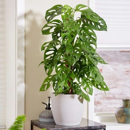 Low Maintenance Indoor Plant-Swiss Cheese Plant